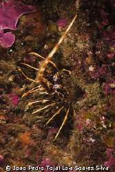 Lobster (Palinurus elephas) shot in Sesimbra using a Cano... by Joao Pedro Tojal Loia Soares Silva 